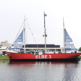 Seefalke im Museumshafen