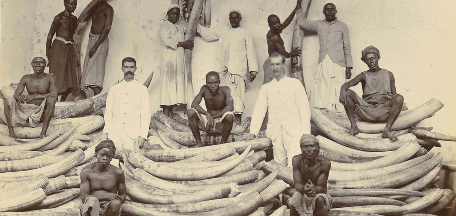 Audio Elefantenzähne