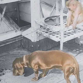 Tierisch Lange Nacht