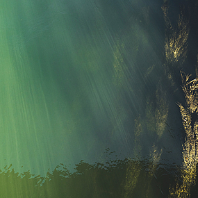 Seegras im Wasser